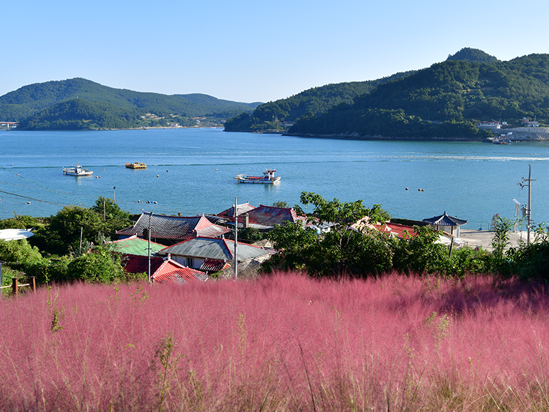 9월의 핑크뮬리, 햇살에 눈부십니다. 썸네일