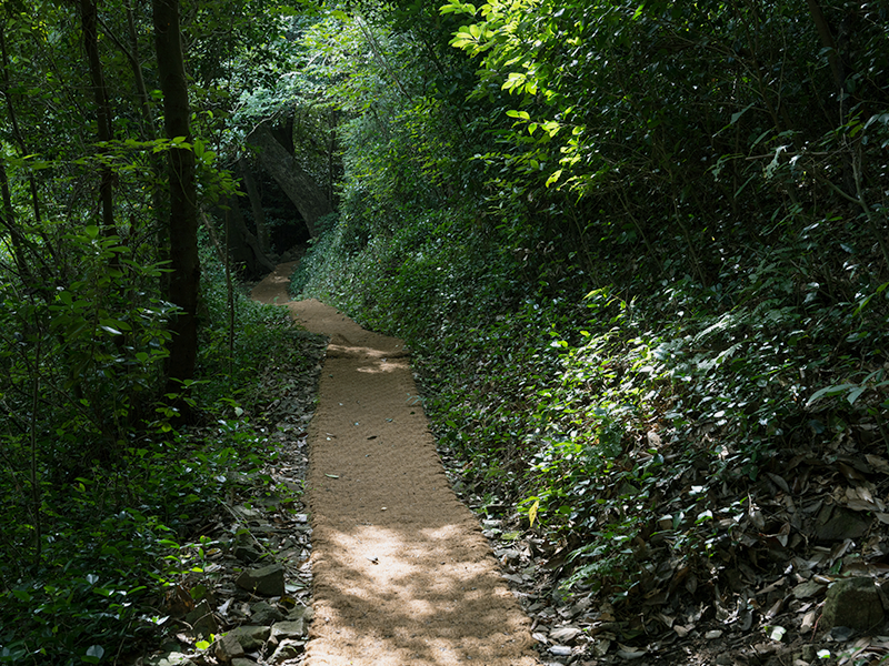 푸른 8월의 난대원시림입니다. 썸네일